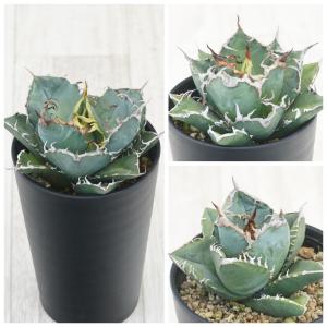 アガベ チタノタ銘品3種セット(白鯨・シーザー・...の商品画像