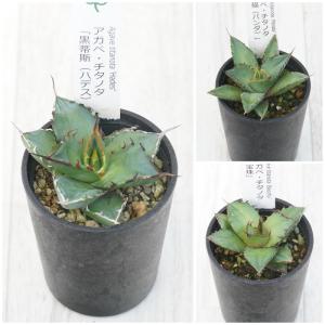 アガベ　チタノタ銘品　3種セット（ハデス・パンダ・宝珠）　2.5号鉢　