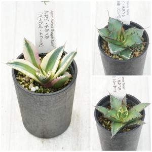 多肉植物：アガベ パリー トランカータ ライムストリーク*幅33cm