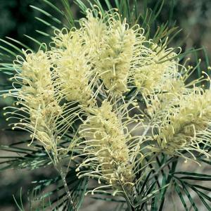 グレビレア「ムーンライト」 4号ロングポット