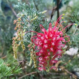 リューカデンドロン サファリサンセット 鉢植え : 苗木部 花ひろば