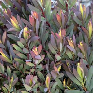 グレビレア「キングス・セレブレーション」 5号ポット : 四国ガーデン