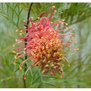 グレビレア　キングス•セレブレーション グレビレア キングスセレブレーション 5寸鉢植え : 日本花卉ガーデン