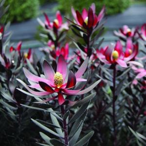 バンクシア ブレクニフォリア 5号スリット鉢植え : 苗木部 花