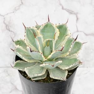 【大苗】アガベ トゥルービューティー Agave 'True Beauty' 大苗】アガベ トゥルービューティー Agave 'True Beauty'