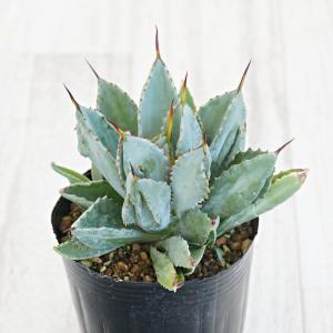 アガベ　9種9苗セット売り 000000132563-01-m.jpg?t=