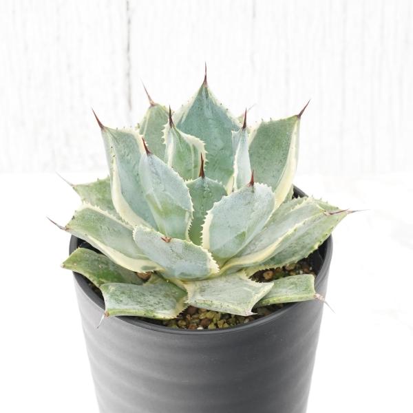 アガベ・ポタトラム「鳳凰」3.5号鉢