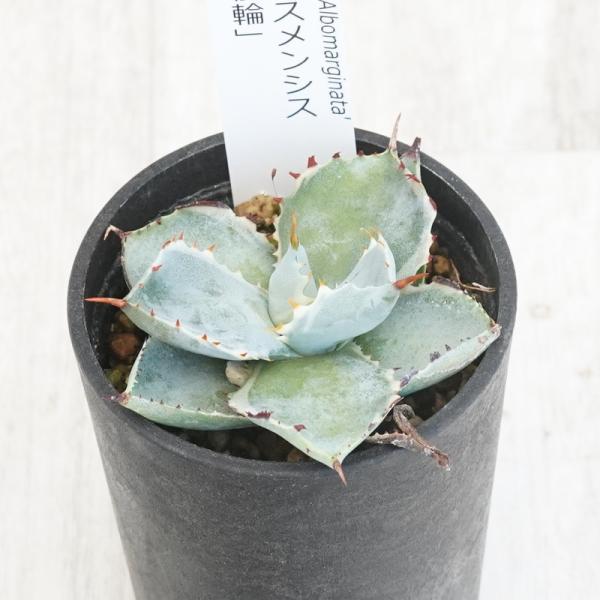 アガベ・カブトガニ錦  2.5号鉢