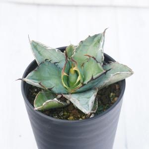 多肉植物 アガベ 王妃笹の雪 A型 7.5〜9cmポット苗 : やましち山野草