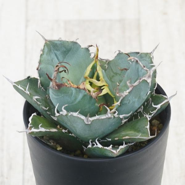 アガベ・チタノタ　”白鯨”　 3.5号鉢