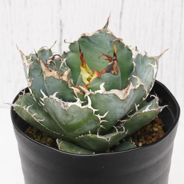 アガベ・チタノタ　”白鯨”　 4.5号鉢