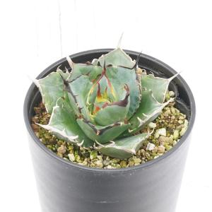 日本花キ流通 多肉植物 caアガベ チタノタ スナグルトゥース 多肉植物