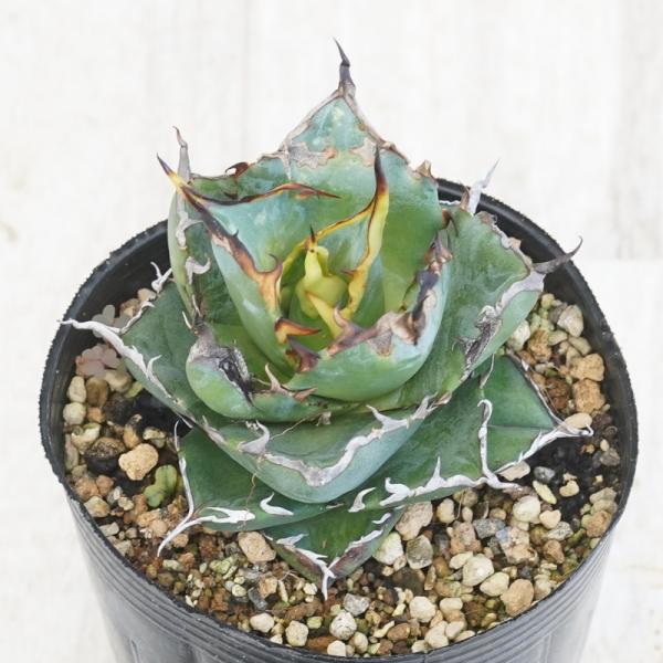 【訳あり株】アガベ・チタノタ &quot;黒蒂斯&quot; ハデス 3号ロングポット