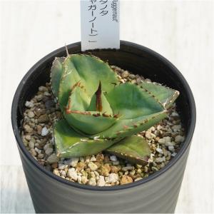 アガベ ブルーエンペラー(Agave cv. 'Blue Emperor') : Cultivate