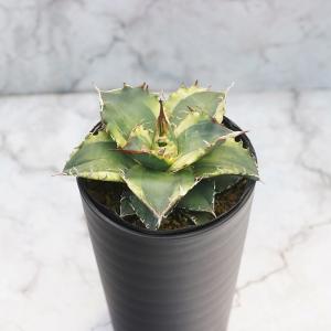 多肉植物：アガベ チタノタ錦 黄覆輪*幅16cm 現品！一品限り ※葉に
