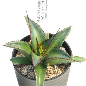 アガベ・チタノタ「安哥拉（アンゴラ）」3.5号鉢　
