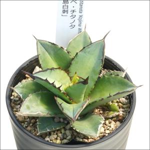 アガベ・チタノタ「小島白刺」3.5号鉢　