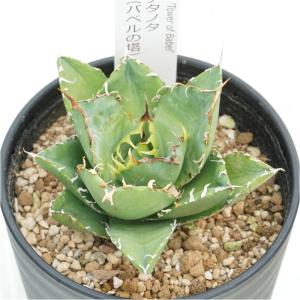 アガベ・チタノタ「巴別塔（バベルの塔）」　3.5号鉢　※タワーオブバベル