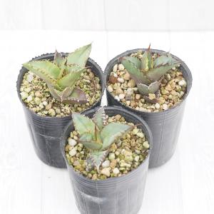 アガベ　ボールBB　3株セット hanahirobaonline_kanyou-agabe-3set