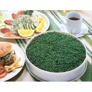 アルファルファ 種 250g スーパーフード ...の詳細画像5