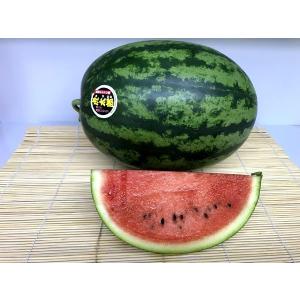 お中元 ご贈答 送料無料 虎太郎 スイカ 2玉...の詳細画像1