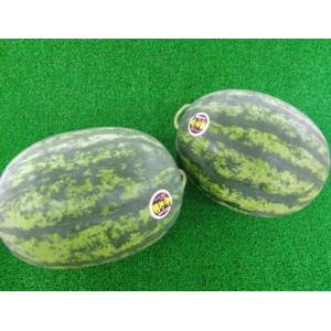 お中元 ご贈答 送料無料 虎太郎 スイカ 2玉...の詳細画像2