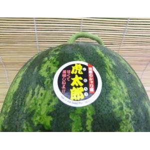 お中元 ご贈答 送料無料 虎太郎 スイカ 2玉...の詳細画像3