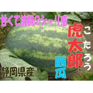 お中元 ご贈答 送料無料 虎太郎 スイカ 2玉...の詳細画像4
