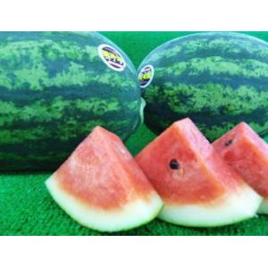 お中元 ご贈答 送料無料 虎太郎 スイカ 2玉...の詳細画像5