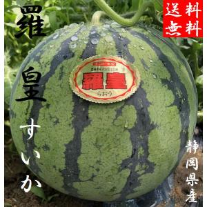 送料無料 お中元 静岡県産 大玉スイカ　羅皇スイカB 1玉入 約5ｋｇ〜