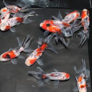 金魚／東錦 3匹｜金魚屋しみず Yahoo!店