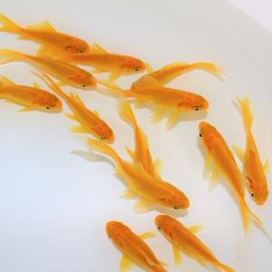 金魚 レモンコメット 3匹 Ki Co0014 金魚屋しみず Yahoo 店 通販 Yahoo ショッピング