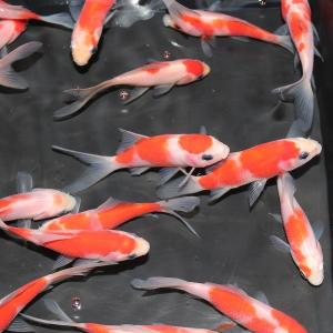 金魚／桜コメット 10匹