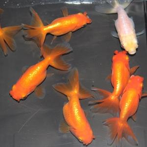 金魚花房の商品一覧 通販 Yahoo ショッピング