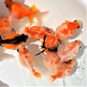 金魚／国産ピンポンパール 5匹