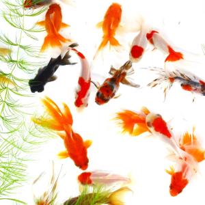 金魚/すくい金魚MIX SMサイズ 20匹の詳細画像1