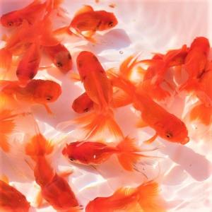 金魚／オランダ獅子頭 5匹｜金魚屋しみず Yahoo!店