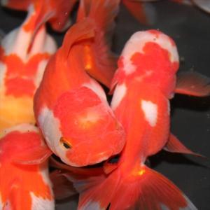 金魚/更紗オランダ獅子頭 5匹の詳細画像1
