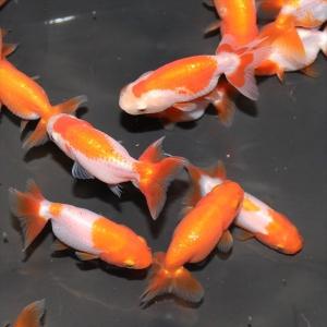 金魚／伊勢らんちゅう S 10匹