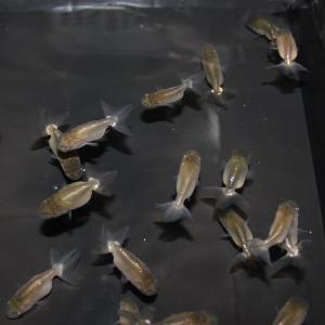 金魚／浜松らんちゅう当歳 3.5cm　5匹（水・木・金曜限定）