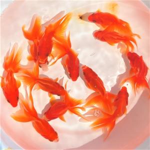 金魚／飯田琉金 S 5匹