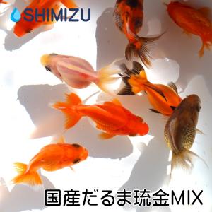 金魚/国産だるま琉金MIX S 3匹の商品画像