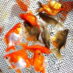 金魚/国産だるま琉金MIX S 3匹の詳細画像1