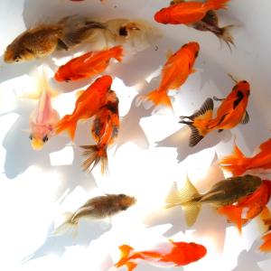 金魚/国産だるま琉金MIX S 3匹の詳細画像2