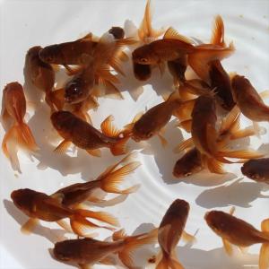 金魚／茶金 3匹