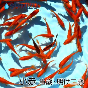金魚／小赤 20匹／エサ・イベント向け」