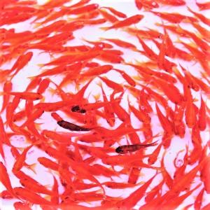 金魚／小赤 200匹／エサ・イベント向け」