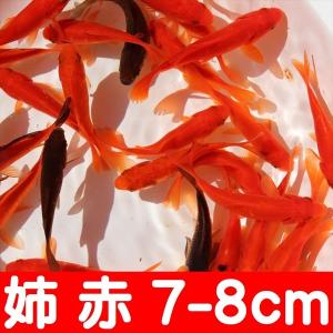 金魚／姉赤 100匹／エサ・イベント向け