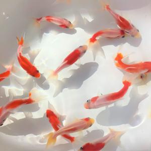 金魚／桜和金（三ッ尾〜四ッ尾） 5匹｜shimizukingyo