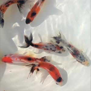 金魚／キャリコ和金（三ッ尾〜四ッ尾） 5匹｜shimizukingyo